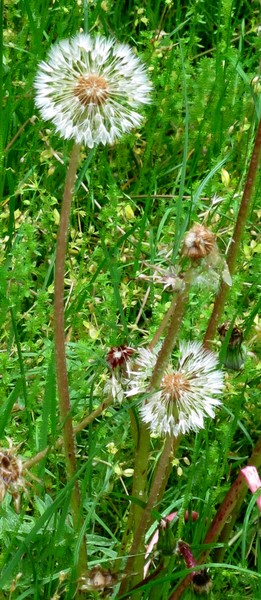 Dandelion