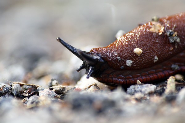 Snail