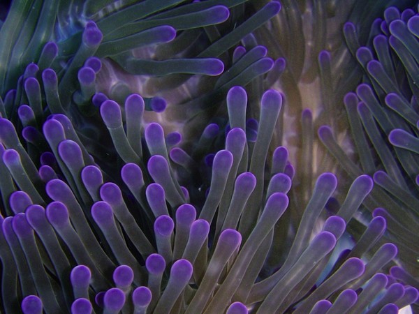 Anemone Macro