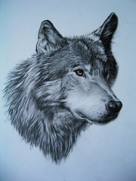 Wolf Portrait