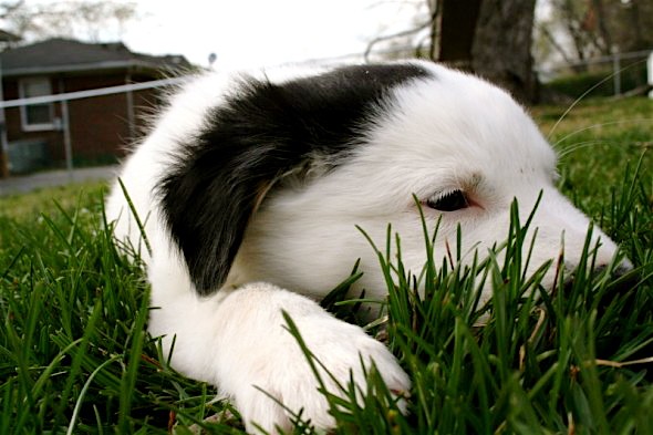 Sam tha Dog