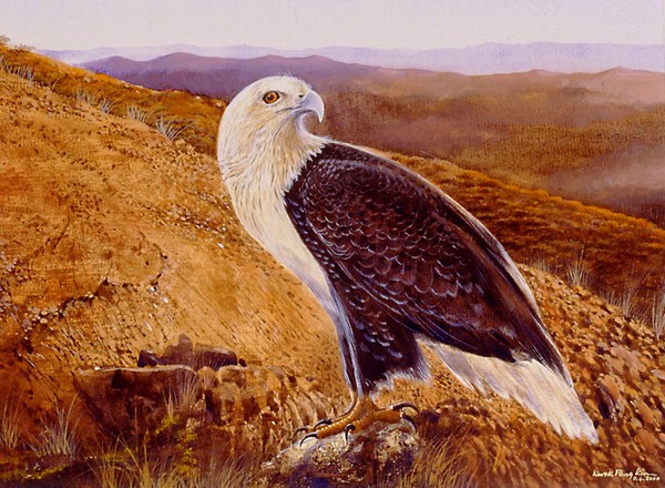 Brahminy Kite