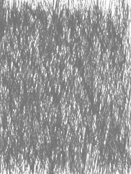 What Do You See