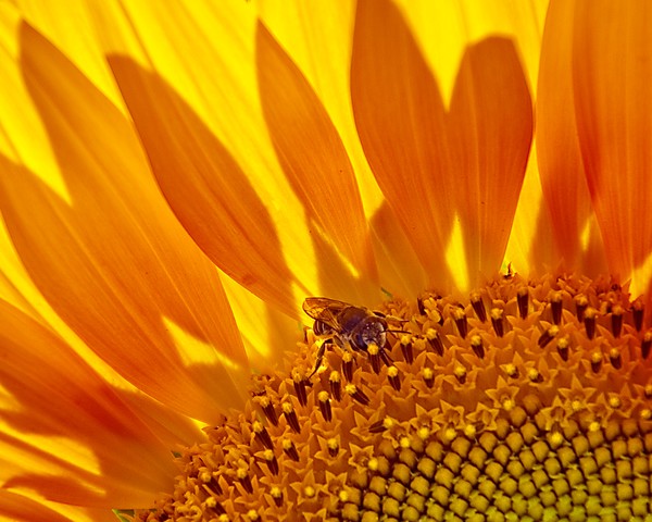 Sunflower with Bee