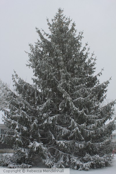 Pine Tree