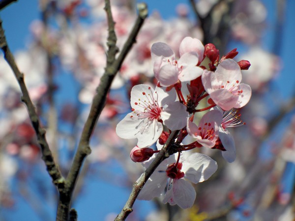Plum Blossoms