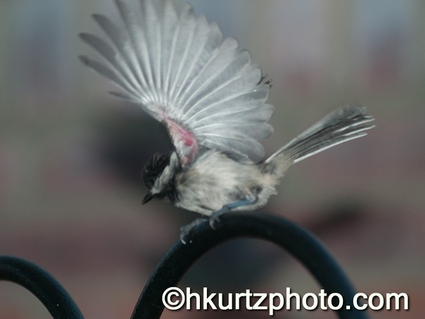 Baby Chikadee