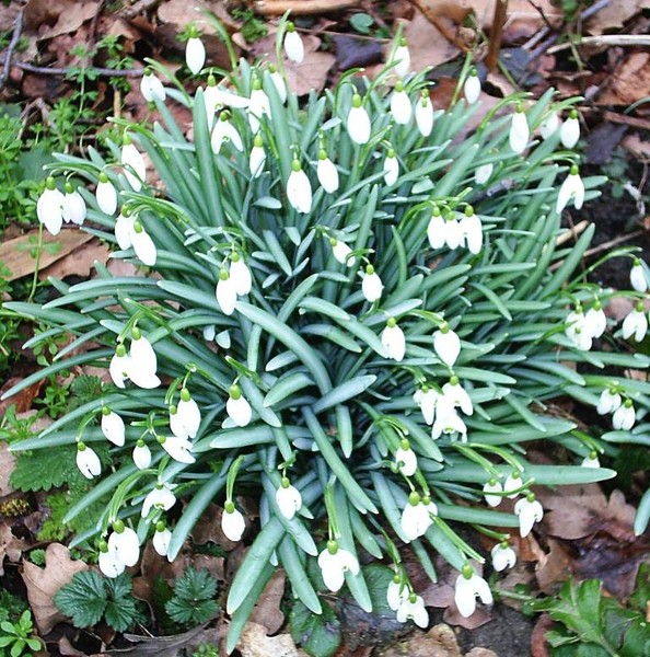 galanthus nivalis