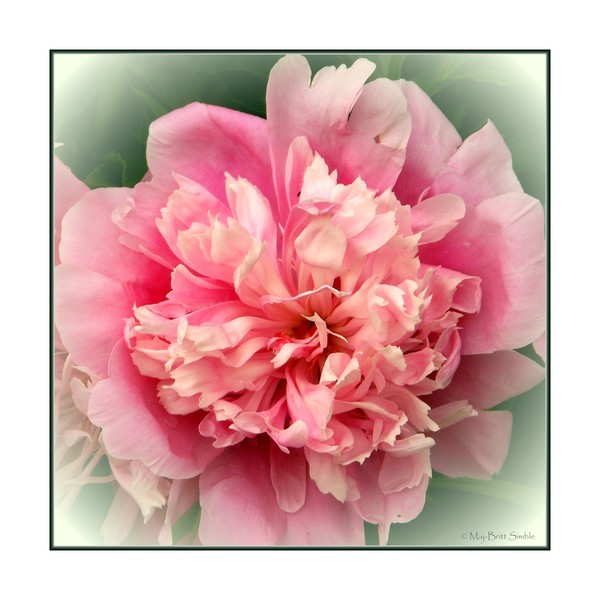 Peony 1