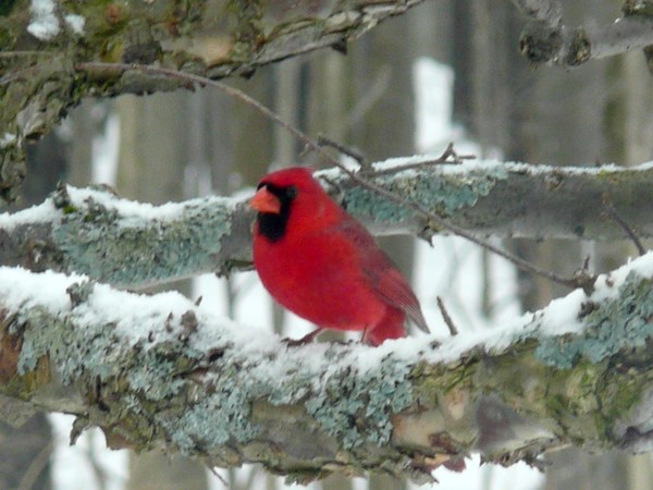 male cardinal