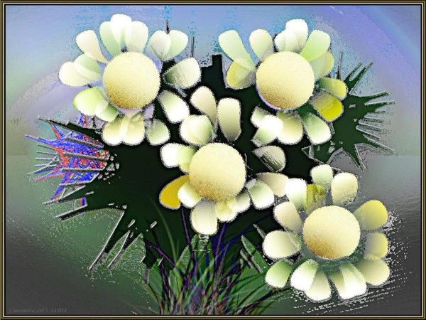 Camomiles
