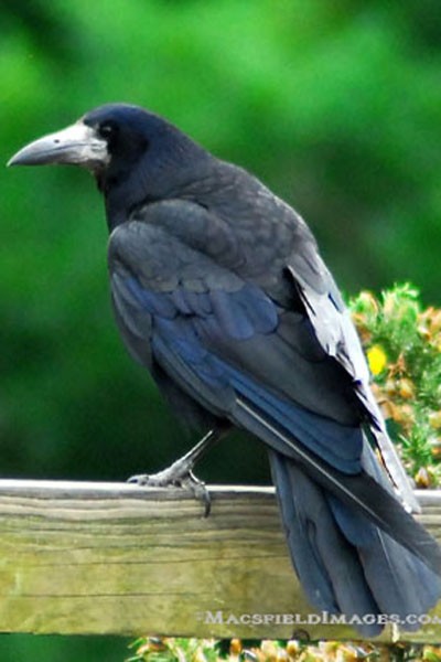 Raven