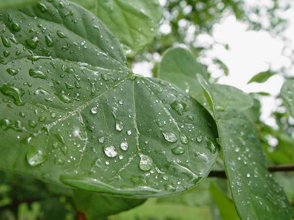 Nature's Tears