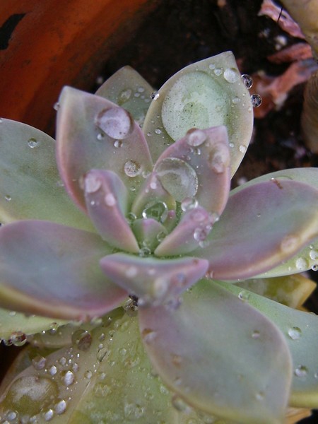 Dew the Dew