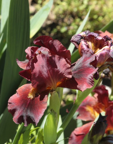 Iris. ne1219