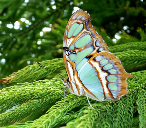 malachite on pine