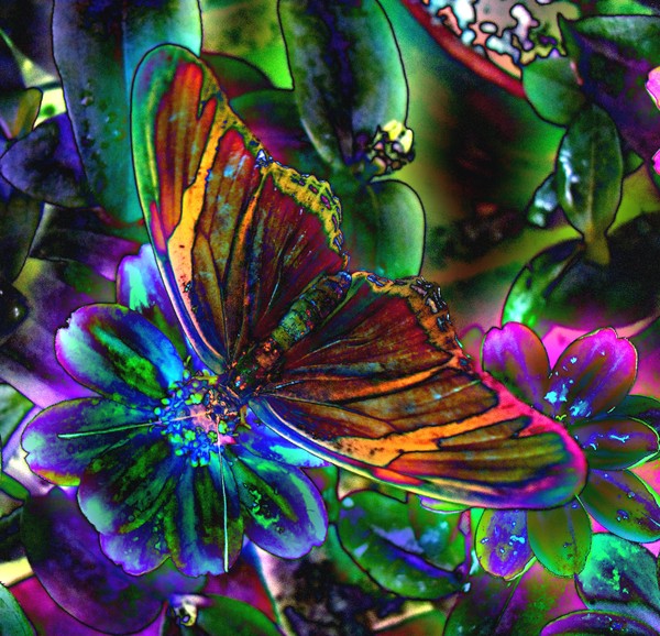 butterfly in the pink