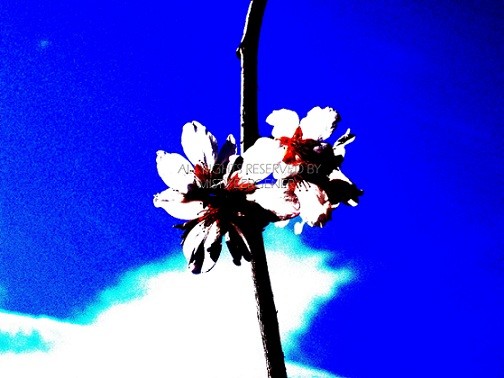 Cherry Air