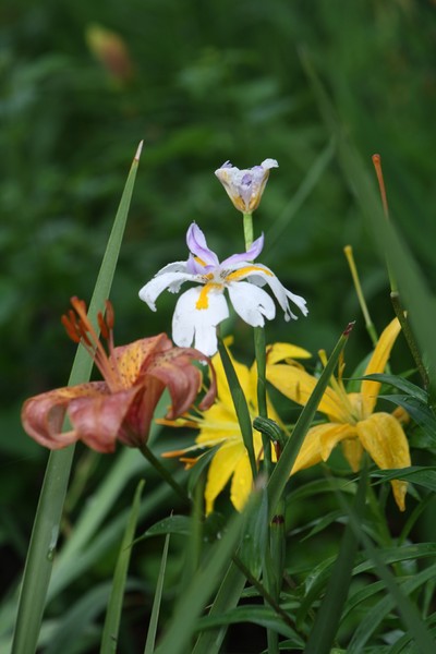 Orchids and Day Lillies