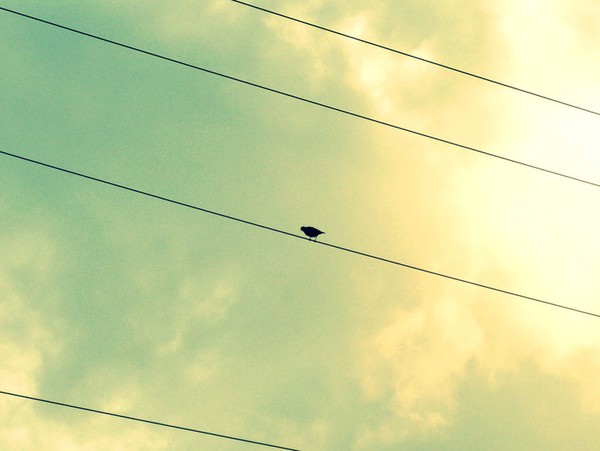 A little birdie