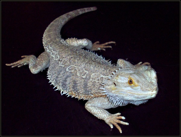 Bearded Dragon