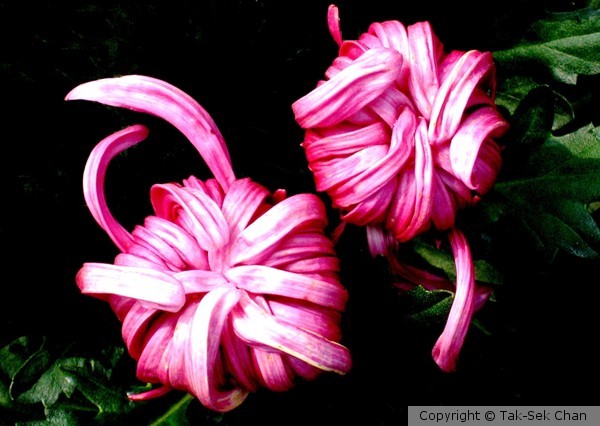 Chrysanthemum (buds), China