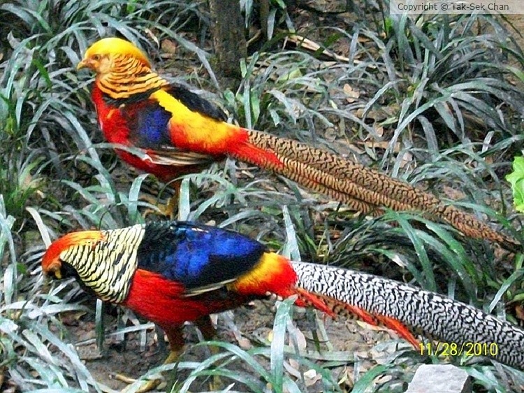 Golden Pheasants (Chrysolophus pictus), Taiwan, 11-28-2010