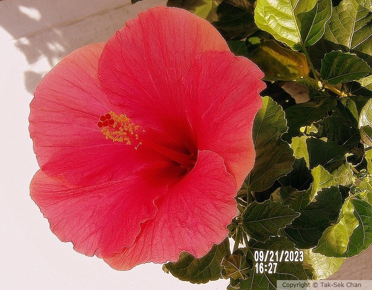 Hibiscus sinensis, NYC 09-21-2023