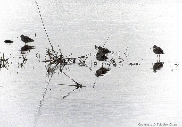 Stilt Birds, Jamaica Bay, NY, USA, 04-09-2015