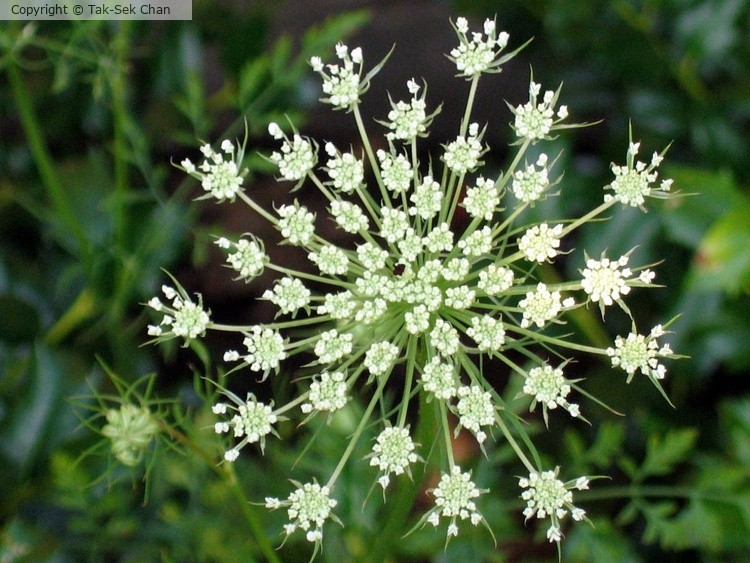 Lace Flower (Ammi majus), Jamaica Bay, NYC, 07-20-2006