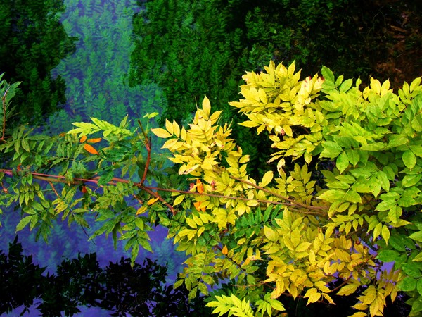aquatic plants