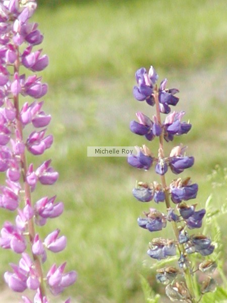 Larkspurs
