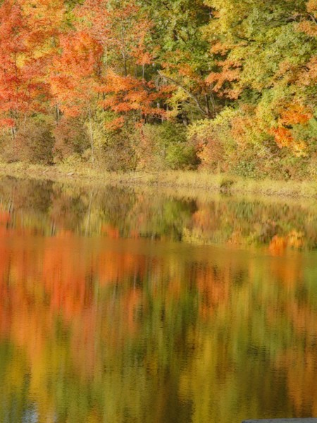 Fall Color