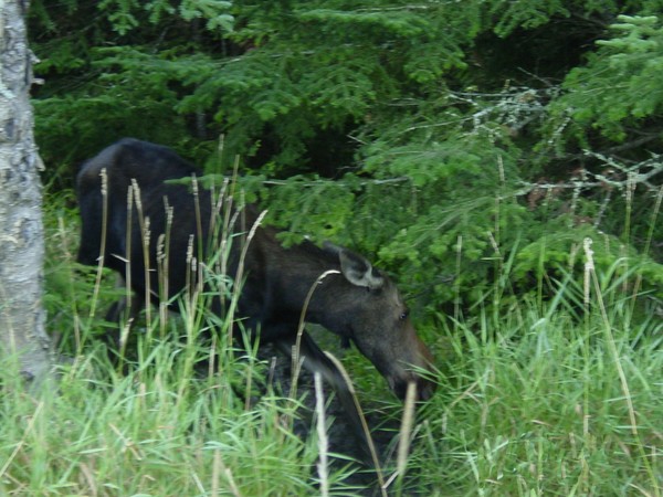 Moose