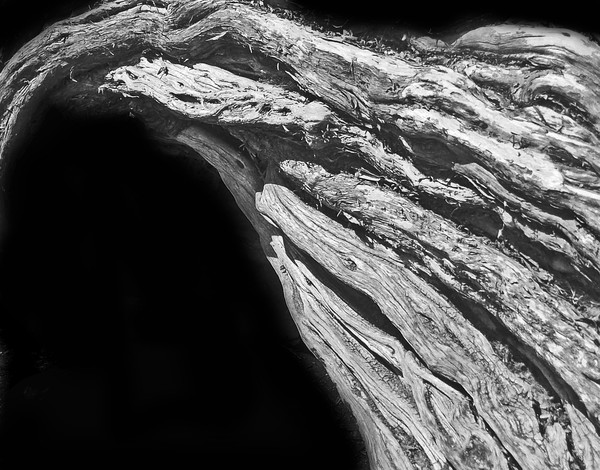 GNARLY TREE 3