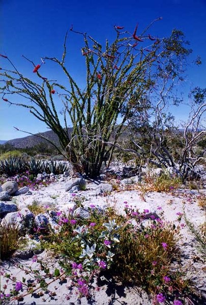 Desert Verbena and Ocotillo