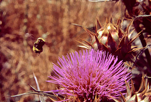 Flight of the Bumble Bee