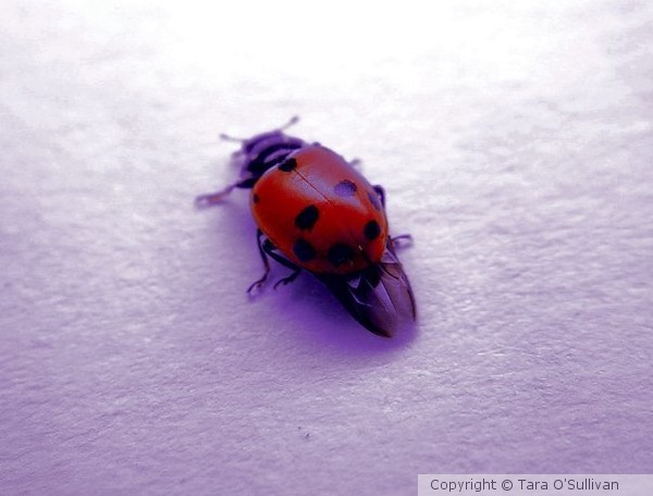 Gentleman Bug
