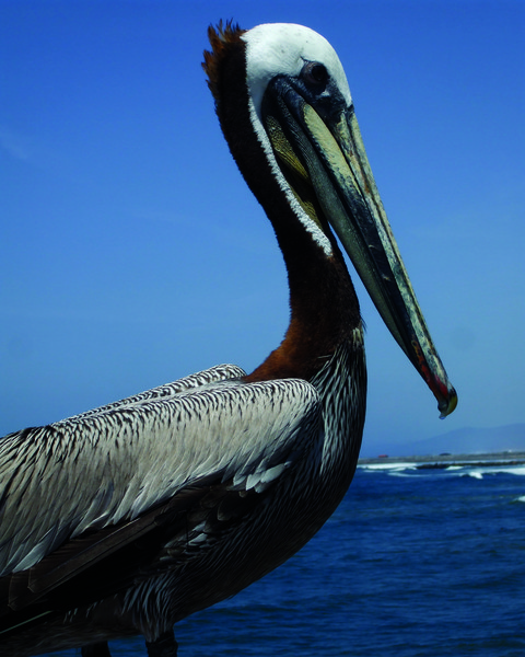 Pelican 