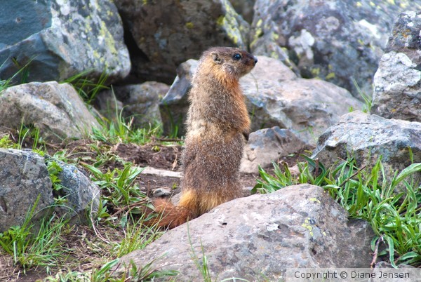 Yellow Bellied Marmot