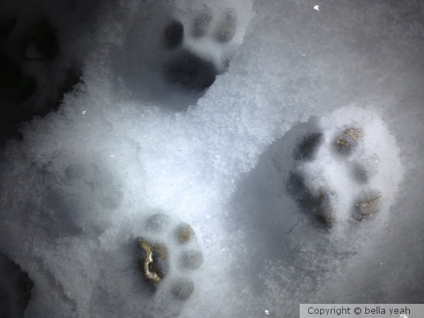paw prints