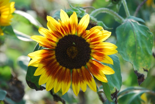 A typical sunflower