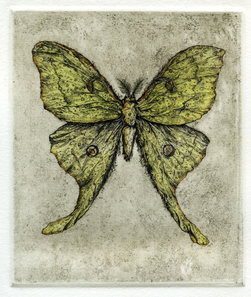 Luna Moth