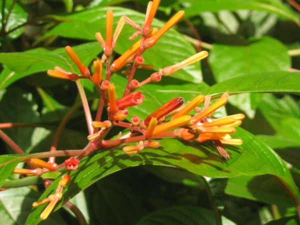 Red Flower