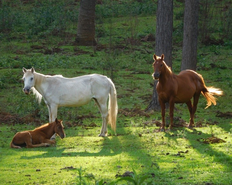 A united family