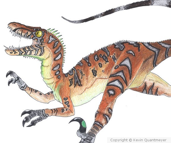 Utah Raptor