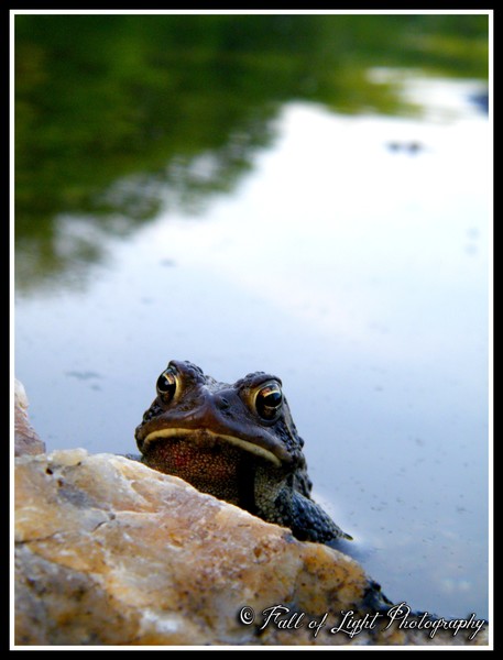 Monsieur