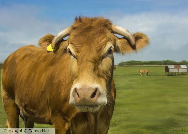 Limousin cow