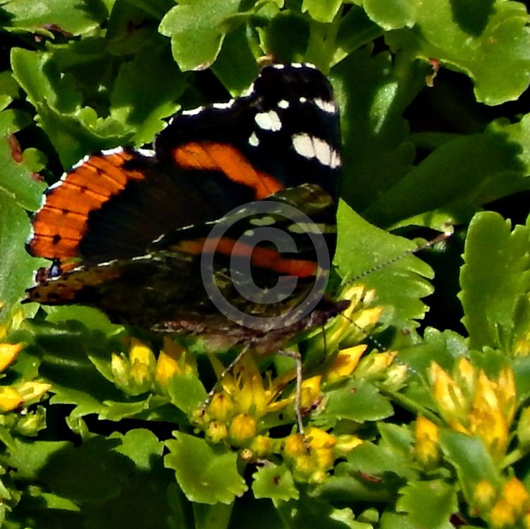 Monarch Butterfly