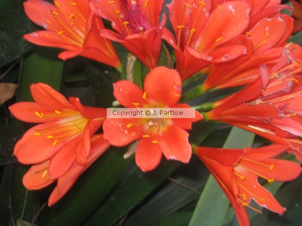 Orange Trumpets